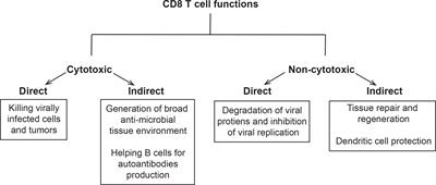 Non-cytotoxic functions of CD8 T cells: “repentance of a serial killer”